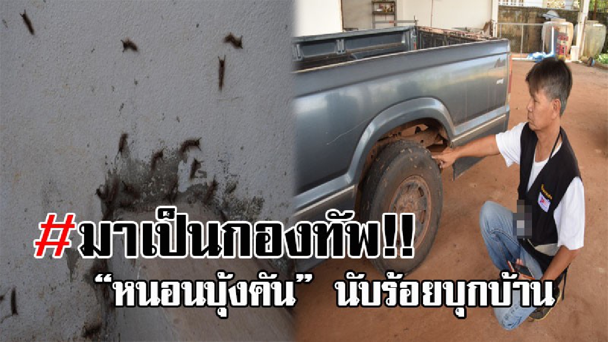 เห็นแล้วคันขึ้นมาทันที..! นักข่าวภูมิภาค สุดผวา หลังภรรยากรี๊ดสนั่น เดินมาดูทำเอาผงะ หนอนบุ้งคันนับร้อยบุกบ้าน หวั่นแพร่ระบาดเข้าชุมชน!?