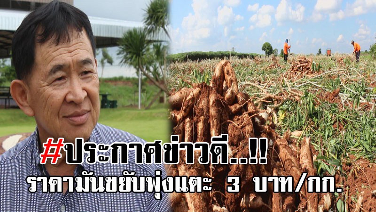 แชร์กันให้ไวๆ..!! อย่าเพิ่งขุดมันสำปะหลัง สมาคมผู้ผลิตมันอีสานยัน!!! เดือนหน้าราคาพุ่งเกิน 2 บาท แย้มราคา 3 บาทอยู่แค่เอื้อม!? (คลิป)