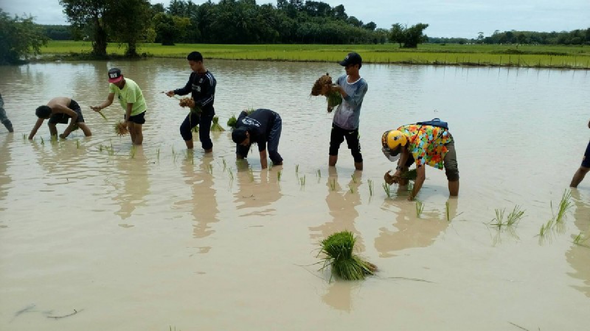ขอทำดีด้วยหัวใจ..!! เยาวชน 2 ล้อ รักษ์บ้านเกิด เดินหน้าทำความดีถวายพ่อหลวง ช่วยชาวบ้านดำนาใน อ.ท่าแพ (มีคลิป)