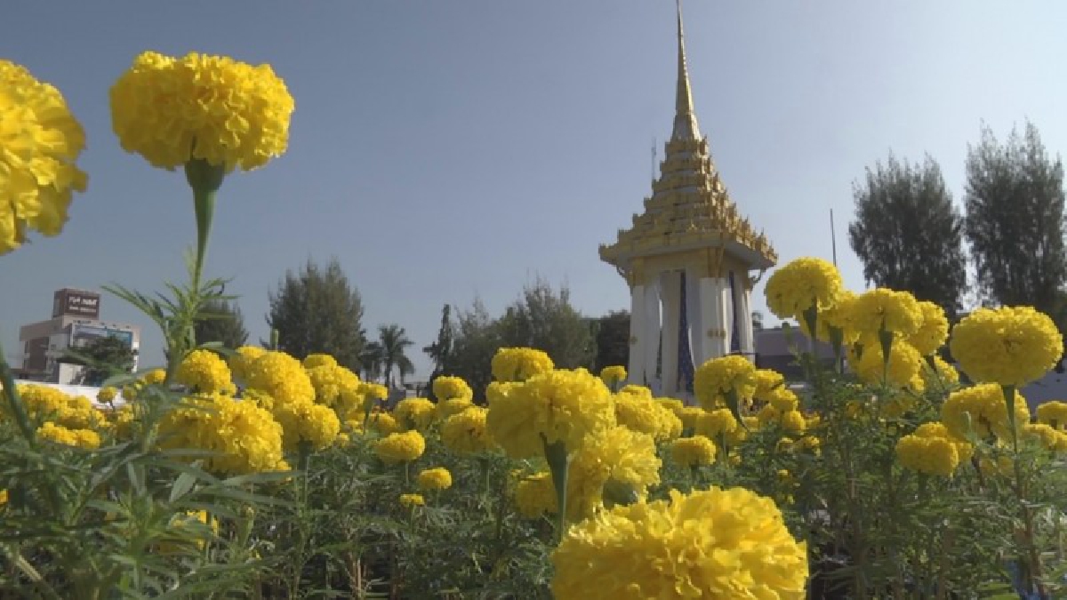 โคราช . . . พระเมรุมาศจำลองตกแต่งเสร็จเรียบร้อยแล้ว วิจิตรสวยงามสมพระเกียรติ คาดประชาชนชาวโคราชนับแสนคนเดินทางไปร่วมงานวันพระราชพิธีฯ