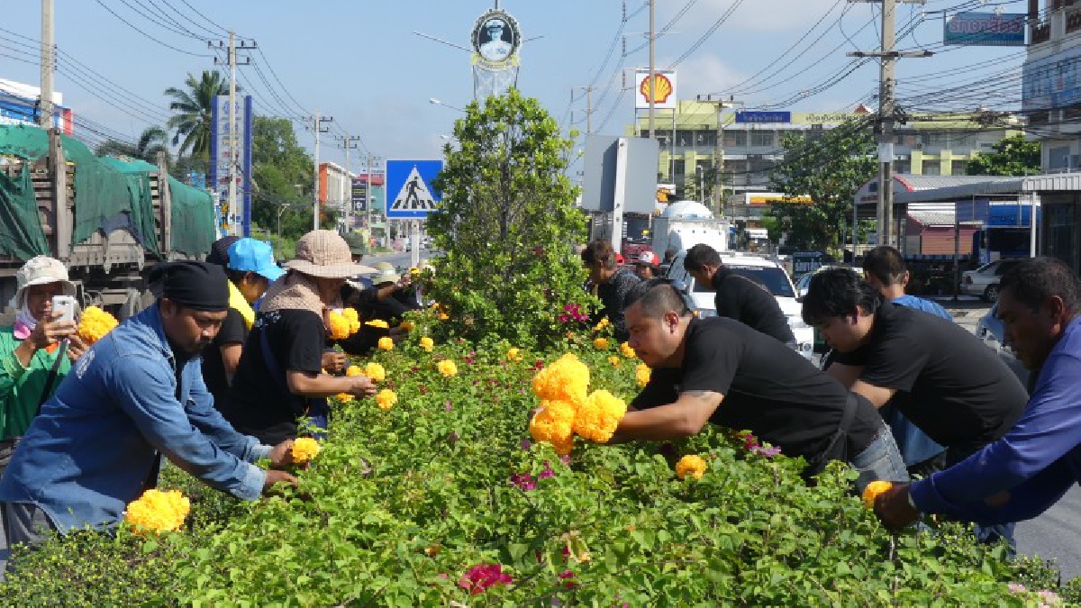 ปทุมธานี..!! ชาวบ้าน ร่วมกันประดิษฐ์ดอกดาวเรือง จำนวน 7,000 ดอก นำไปประดับเกาะกลางถนน (มีคลิป)