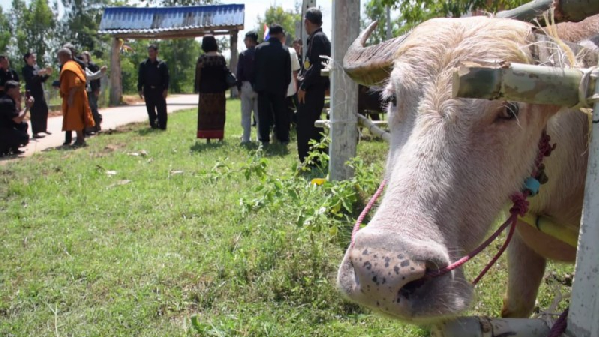 ชาวบ้าน โคกกุง อ.นาโพธิ์ จ.บุรีรัมย์ ร่วมกันตั้งกองทุนเพื่อพ่อหลวงลงขันไถ่ชีวิตโคกระบือมอบให้คนจนถวายในหลวง นำมาแจกให้กับคนจนในหมู่บ้าน
