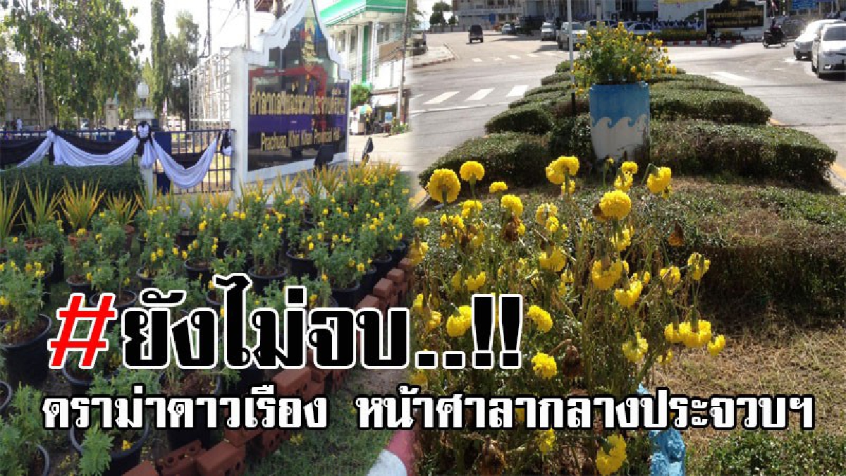 ดราม่าดาวเรืองยังไม่จบ..!! อดีตรองผู้ว่าประจวบฯ วิจารณ์ยับศาลากลางประจวบฯ ไร้แนวทางแก้ไขปัญหาลิงรบกวน ดาวเรืองถวายความอาลัย!?