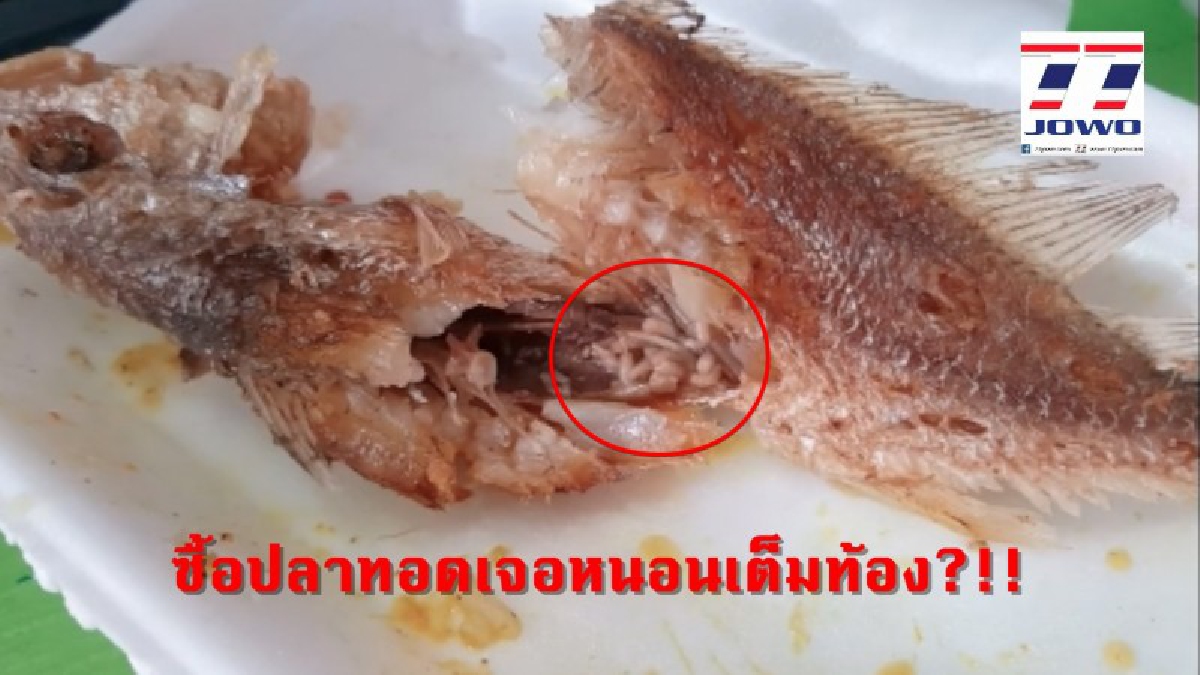 เจออีกแล้ว..!?! อร่อยเลยงานนี้ หนุ่มเกาะสมุย ซื้อปลาทอดจากตลาด แกะออกมาถึงกับอ้วกแทบพุ่ง เจอหนอนตัวอย่างโต ไต่ยั้วเยี้ย!!