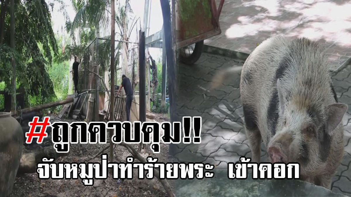 ควบคุมแล้ว..!! เจ้าหน้าที่ระดมกำลัง เข้าจับหมูป่า ที่ใช้เขี้ยวแทง พระจนบาดเจ็บ ขังไว้ในคอกแล้ว เผยเรื่องของการตัดเขี้ยวออก ขอปรึกษาก่อน!?