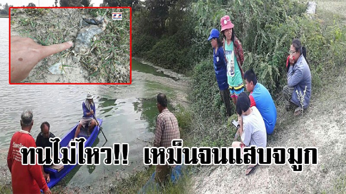 น้ำเน่าจนปลาตาย !! แหล่งน้ำประปาหมู่บ้าน เขียวปี๋ เหม็นจนแสบจมูก ปลา ปู ตายหมด วอนหน่วยงานมาดูบ้าง