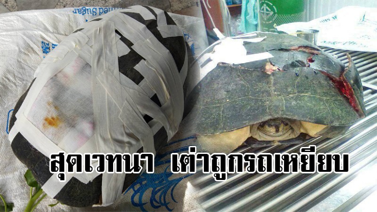 บาปมหันต์!! สุดเวทนา จนท.เร่งยื้อชีวิต เต่า ถูกรถเหยียบอาการ เป็นหรือตาย ยังต้องลุ้น (มีคลิป)