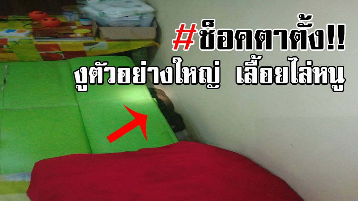 งานนี้ตัวใครตัวมัน..! สุดช็อค เจ้าของบ้านเล่า นั่งดูทีวีอยู่ดีๆ ก็ถึงกับต้องวิ่งกระเจิง หลังมีงูตัวเบ้อเร้อ เลื้อยสยองไล่หนูเข้ามาในบ้าน!?