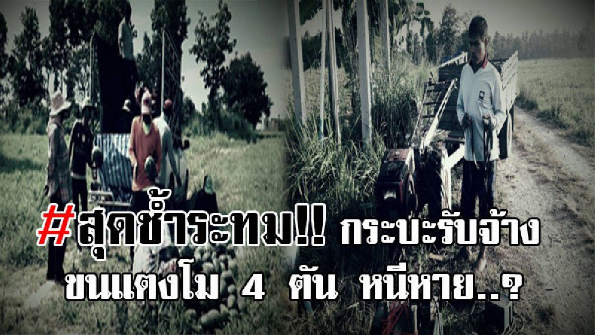 ประกาศช่วยล่าตัวให้ที !! กระบะรับจ้างสุดแสบ ขนแตงโม 4 ตันจากสวนยโสฯ ปลายทางชลบุรี หนีหายทั้งรถ ทั้งแตงโม โอดปลูกทั้งปี ยังทำกันได้ลง!?