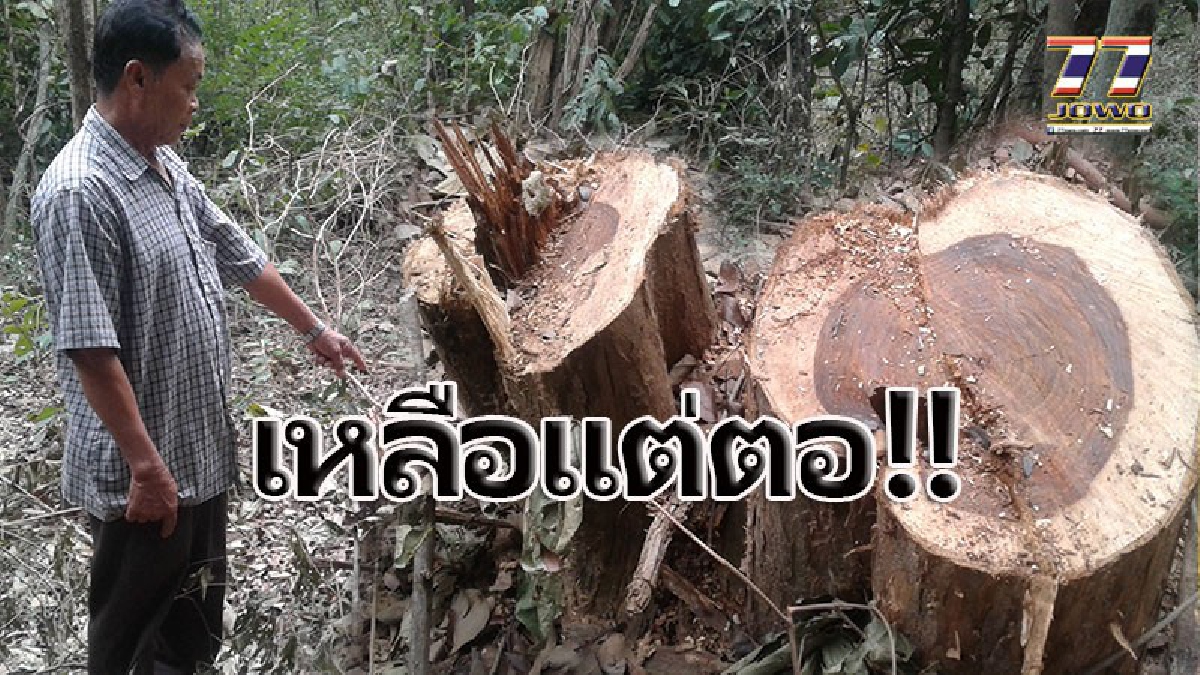 แก๊งมอดไม้เหิมหนัก!! บุกตัดไม้พะยูงในป่า&rdquo;เฉลิมพระเกียรติฯ&rdquo; เร่งส่งสายสืบ ล่าตัววายร้าย (คลิป)