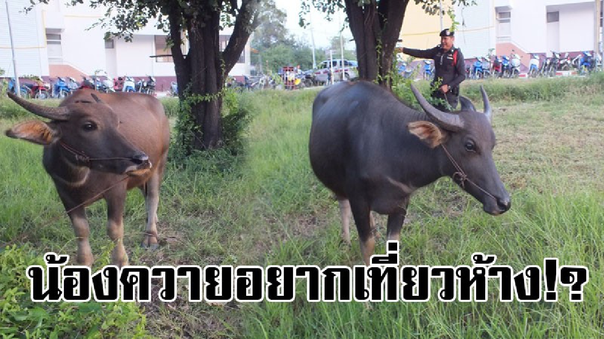 #สงสัยควายอยากช็อป..!? ชาวบ้านเจอควาย 2 ตัว หลุดเข้าไปเดินเล่นลานจอดรถเทสโก้โลตัสพิมาย วิ่งวุ่นทั้งห้าง เจ้าของหายไปไหน..!?