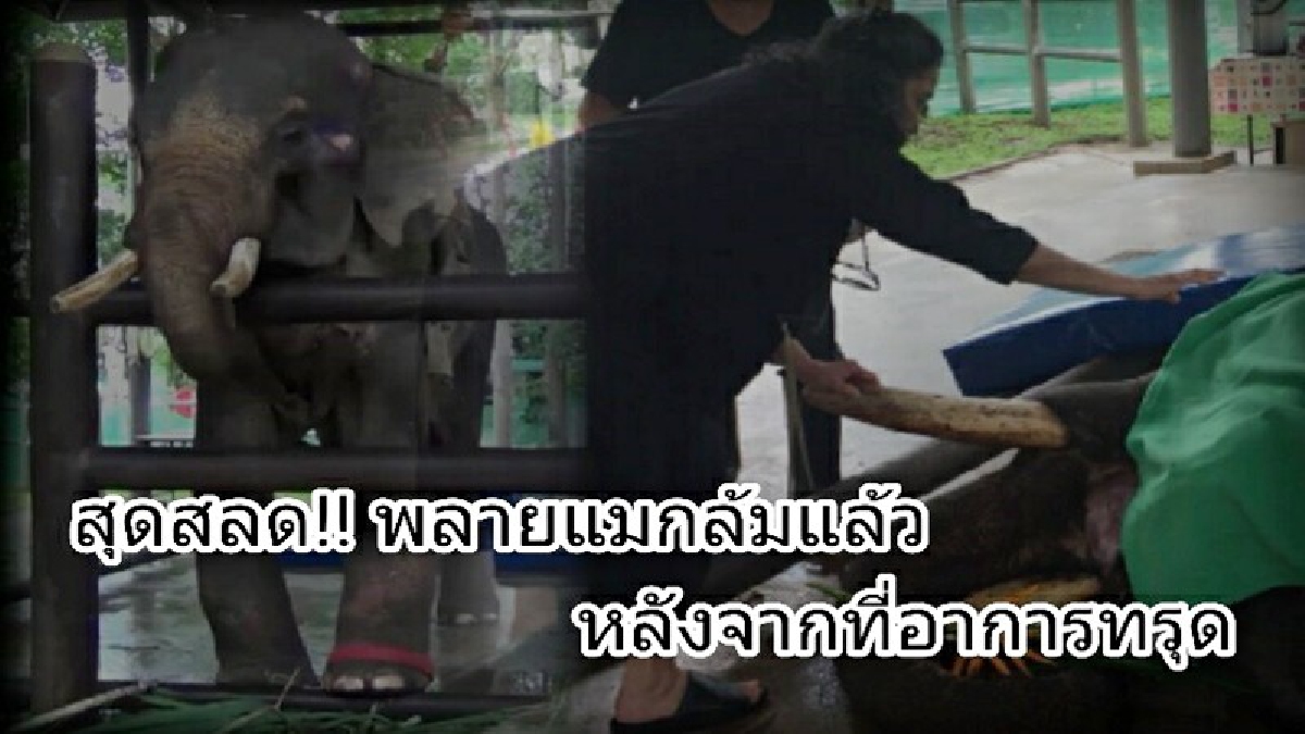 สุดเศร้า !! "พลายแมก" ล้มแล้ว ทีมสัตว์แพทย์ตัดใจ ทำเมตตาฆาต จากไปอย่างสงบ หลังทนเจ็บปวดมานาน (คลิป)
