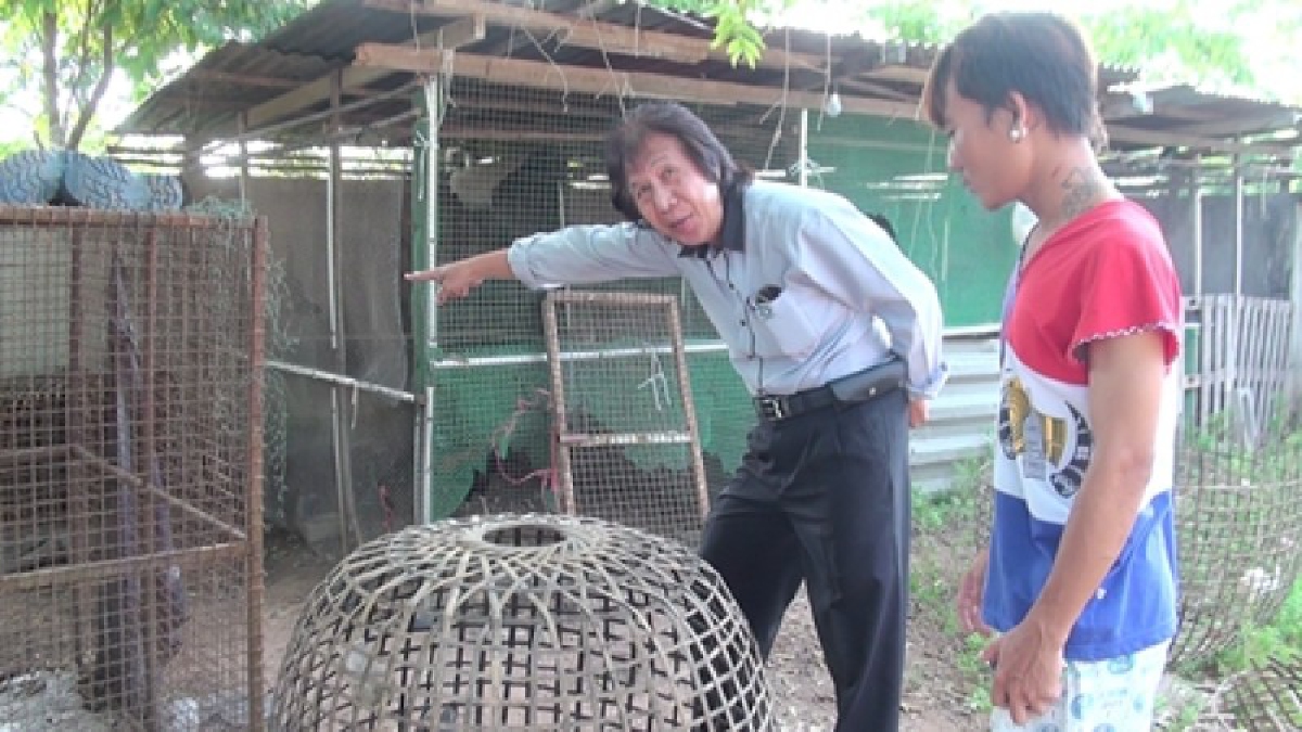 ใบสั่งไก่ชนมาแล้ว !! ฟาร์มไก่ชนชื่อดังศรีราชาโดนแล้ว จับยัดกระสอบหนีลอยนวลต่อหน้าคนเฝ้า