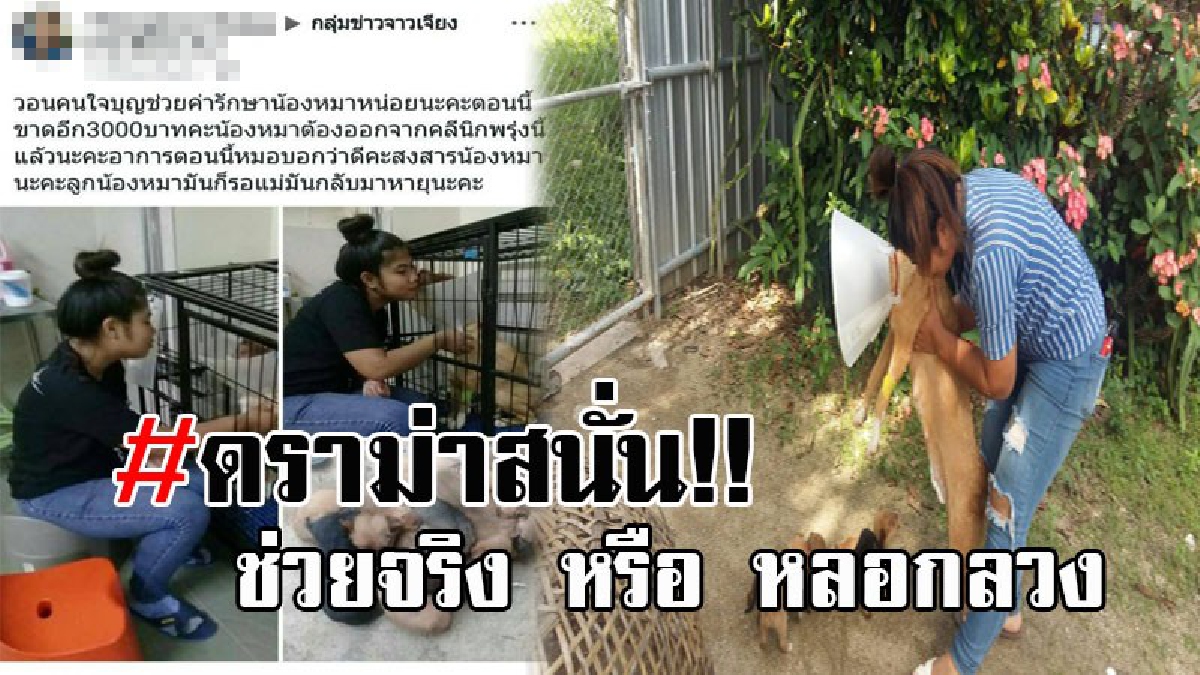 เปล่าโอ้ละพ่อ แต่ช่างน่าสงสาร..! สาวโพสต์ขอบริจาคช่วยน้องหมา ถูกชาวเน็ตจวกยับ ตั้งข้อสังเกตช่วยจริงหรือไม่ ก่อนมีดราม่าสนั่นโซเชียล!?