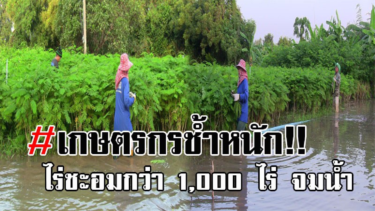 เสียงโอดครวญระงม..!! เกษตรกรปลูกชะอม ระทมหนัก หลังน้ำล้นตลิ่งท่วมแปลง กว่า 1,000 ไร่ วอนขอให้รัฐบาลช่วย!? (มีคลิป)