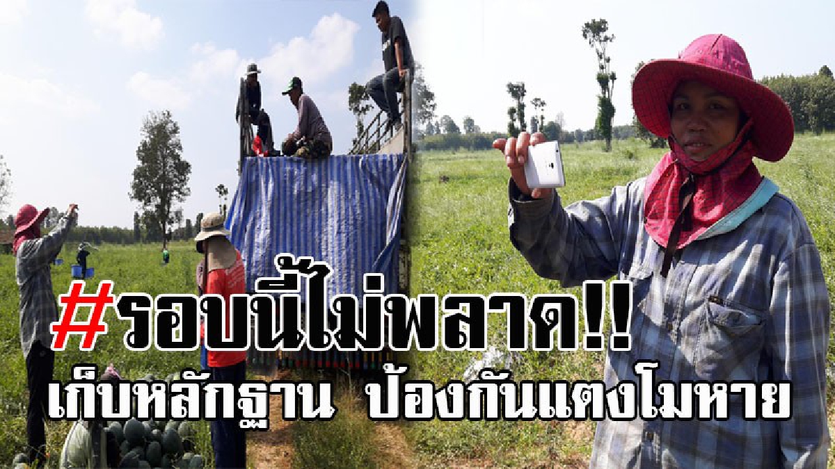 คราวนี้ไม่ให้คลาดสายตา..! ชาวสวนแตงโม จ.ยโสธร คุมเข้มรถกระบะ-รถบรรทุกต่างถิ่น มาวิ่งรับจ้าง ถ่ายภาพเอาไว้ทุกคัน หลักฐานป้องกันแตงโมหายซ้ำอีก