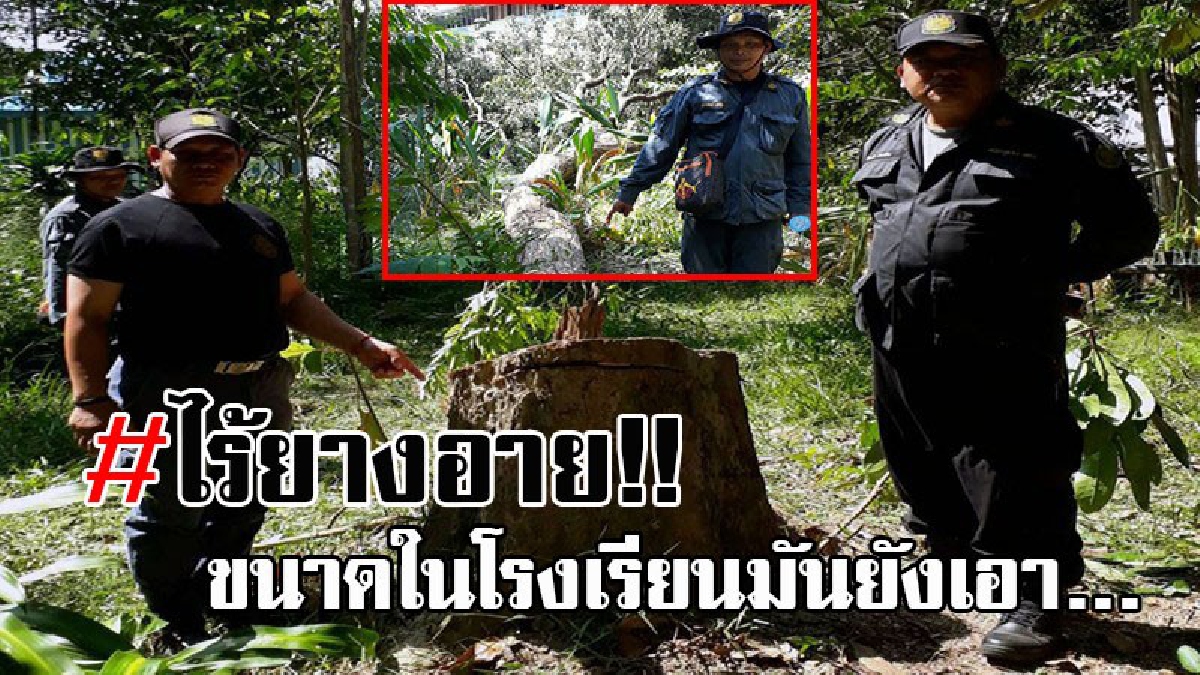 พวกสันดานชั่วไม่เลิก..!! แก๊งมอดไม้ สุดชั่ว แอบตัดไม้พะยูง ที่ไว้ให้นักเรียนได้ศึกษา นำไปขายให้ชาวต่างชาติ จนท.เตรียมเร่งลากคอมาลงโทษ!?