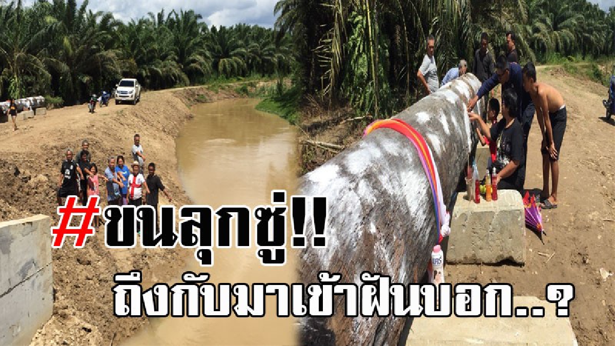 ฮือฮาทั้งตำบล..!! ชาวบ้านแห่ไหว้ต้นตะเคียนยักษ์ คาดอายุกว่า 200 ปี หลังมีหญิงสาวมาเข้าฝัน นั่งทับอกถึง 2 คืน ทนไม่ไหวจึงต้องขุดขึ้นมาดู!?