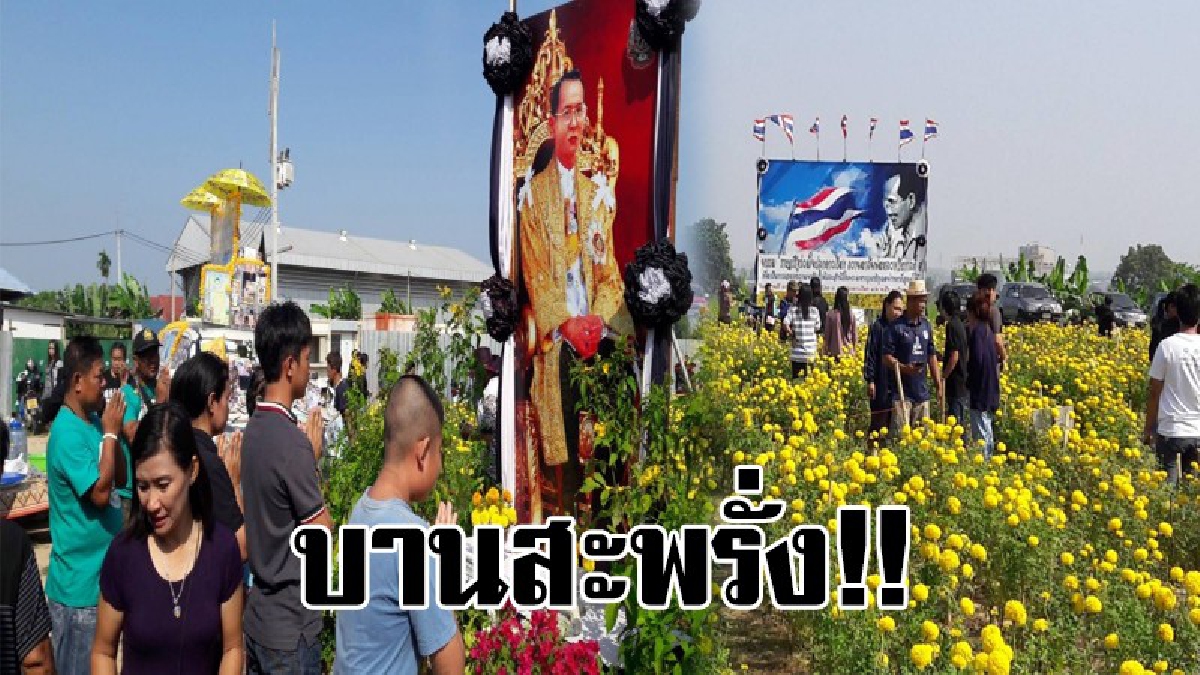 งามบานสะพรั่ง..!! ประชาชนนับพันแห่ชมความงาม "แปลงดาวเรืองระลึกถึงพ่อ" พร้อมอิ่มกับโรงทาน เทศกาลกินเจวันสุดท้าย..!? (มีคลิป)