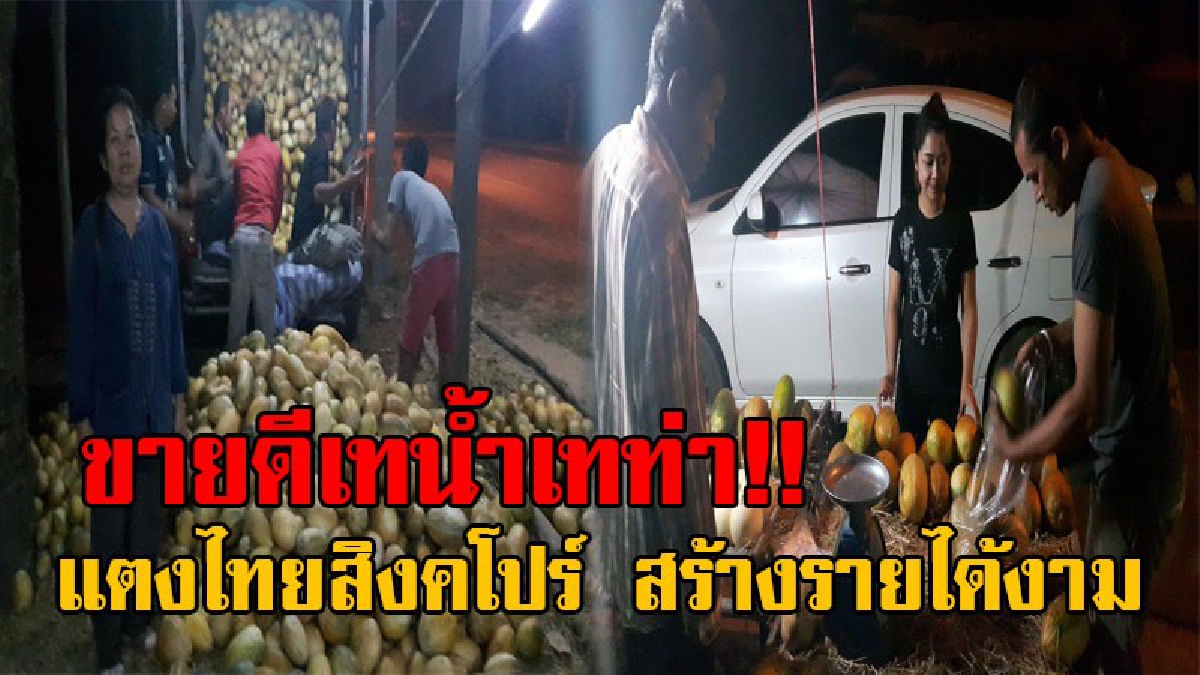 อยากรวยต้องฟัง..!! แตงไทยสิงคโปร์ขายดิบขายดี ตั้งแต่เช้ามืดจนถึงพลบค่ำ สร้างรายได้งาม เกษตรกรชาวสวนยิ้มหน้าบาน รับเงินเป็นกอบเป็นกำ!?