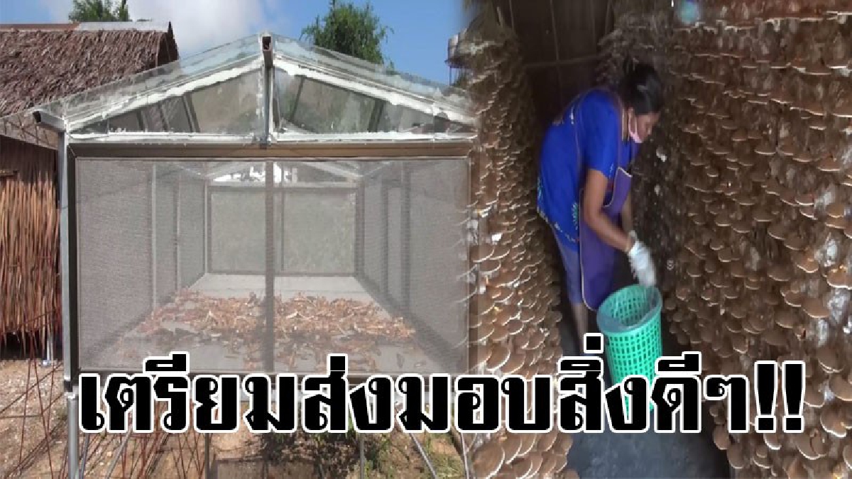 #ของขวัญปีใหม่ที่ดีที่สุด..!! เกษตรกรเพาะเห็ดหลินจือแดงเก็บเกี่ยวผลผลิต เตรียมส่งให้ลูกค้า เพื่อนำไปเป็นของขวัญในช่วงปีใหม่..!?
