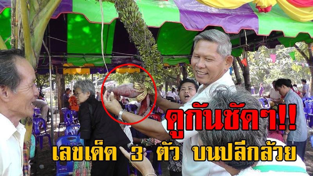 ฮือฮาทั้งตำบล..!! เลขเด็ดโผล่ 3 ตัวชัดๆ บนปลีกล้วยกลางงานกฐินวัดดัง คอหวยลุกฮือแห่ซื้อลอตเตอรี่จนเกลี้ยงแผง เพียงแค่ชั่วพริบตา!? (คลิป)