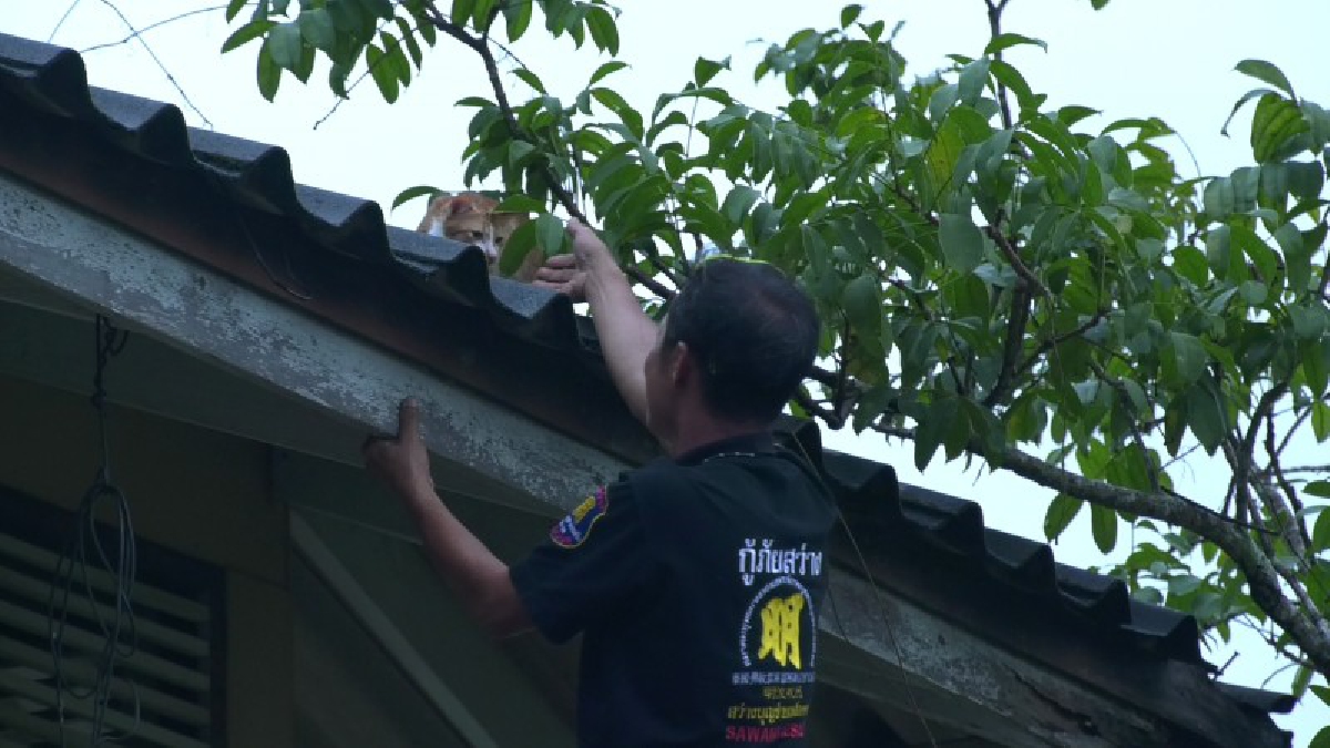 ช่วยน้องด้วย..!! เห็นแล้วสงสาร น้องแมวติดอยู่บนหลังคา เพราะโดนหมาไล่หนีขึ้นไปบนข้างบน ติดนานหลายชั่วโมง ไม่ยอมลง จึงต้องเข้าช่วยเหลือ..!!