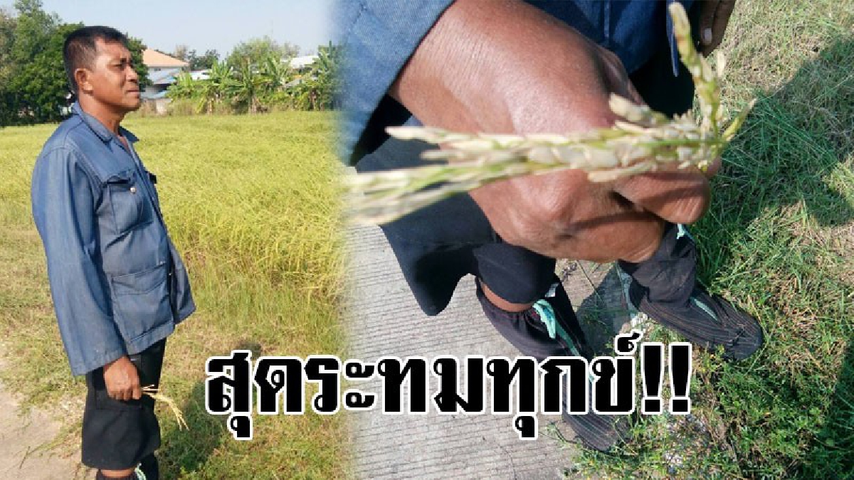 #สุดช้ำใจ.!! เกษตรกรโคราชทุกข์หนัก ลมหนาวมาเร็ว ทำต้นข้าวล้มทับกัน เกี่ยวยาก แถมโรคใบไหม้ระบาด ผลผลิตเสียหายหลายร้อยไร่(มีคลิป)