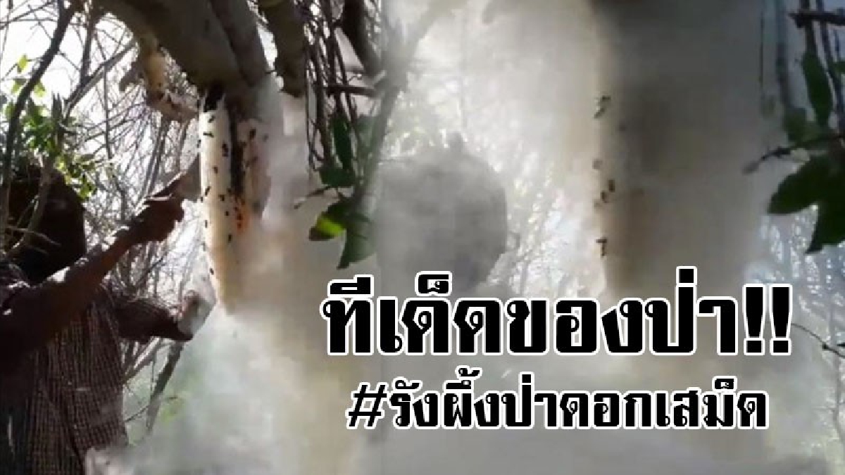#วินาทีเสี่ยงตาย..!! ของอร่อยมักได้มาอย่างยากลำบาก ชาวบ้านออกรมควัน "รังผึ้งป่าดอกเสม็ด" รสชาติหอมหวาน เป็นอันดับสองของประเทศ..!?