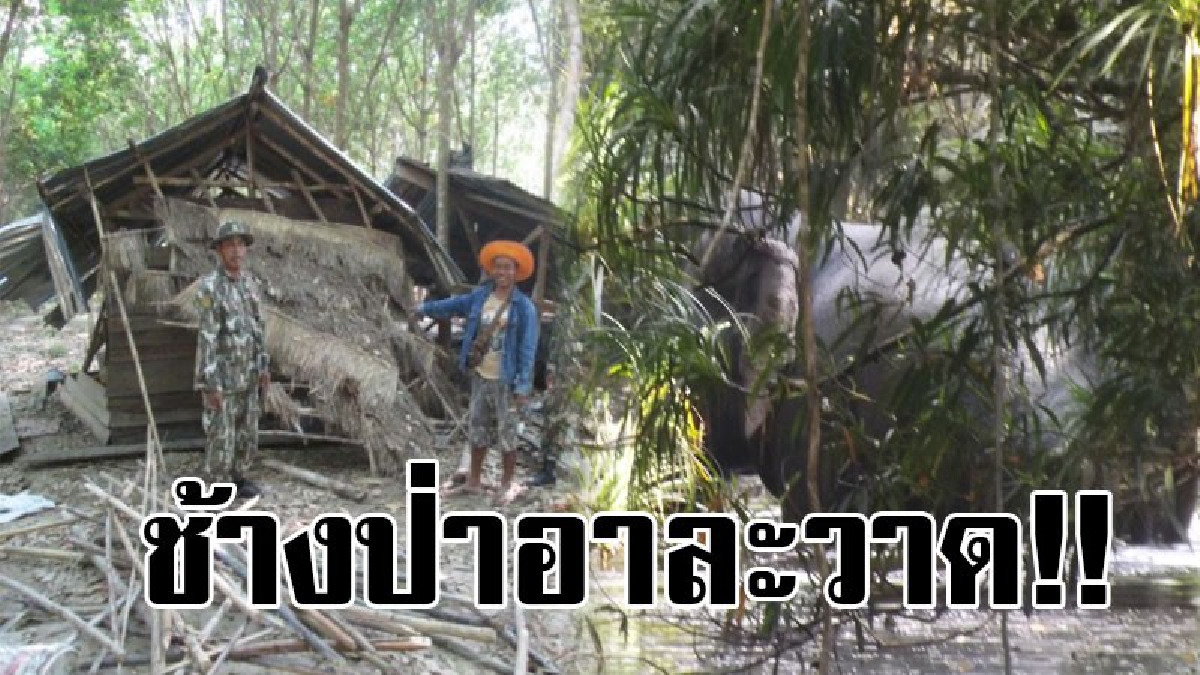 #สุดผวา..!! พบช้างป่าออกอาละวาด คาดออกมาหากิน จึงรื้อกระท่อมเพิงที่พักหาอาหารกินในป่าเขตรักษาพันธุ์สัตว์ป่าบุณฑริก-ยอดมน..!?