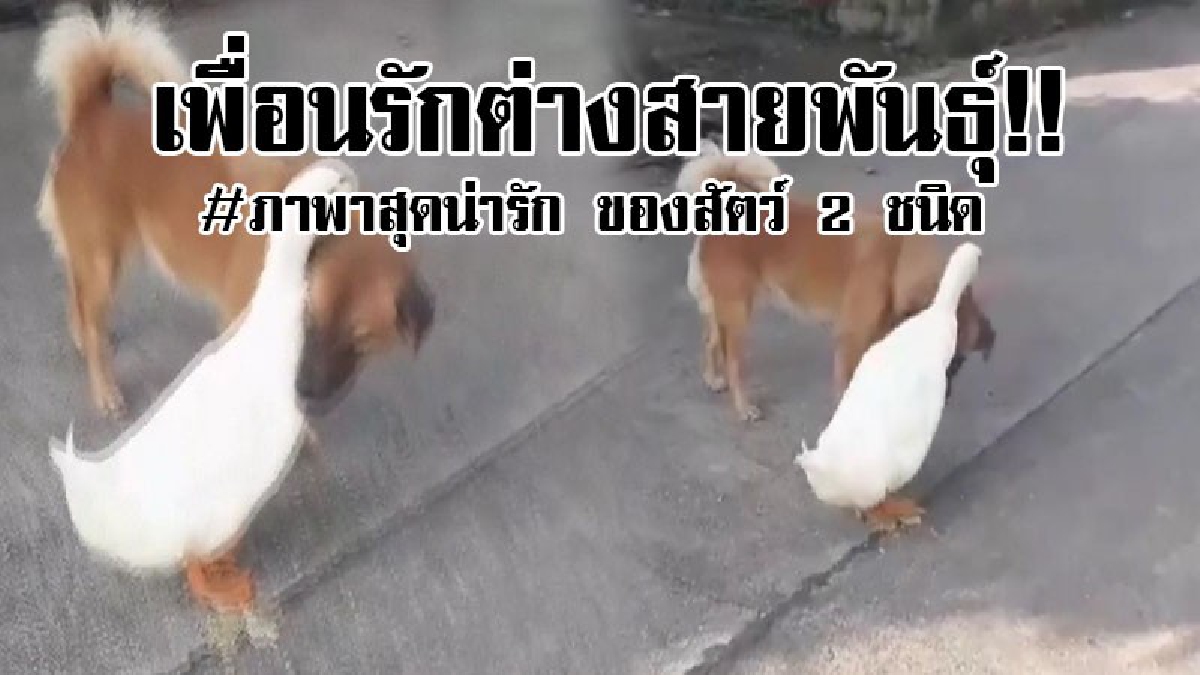 เปิดภาพหาดูได้ยาก..เพื่อนรักต่างสายพัธุ์!! ภาพสัตว์ 2 ชนิด เป็ดและสุนัข เป็นเพื่อนรักต่างสายพันธุ์ กำลังกอด และแสดงความรักให้คนได้อิจฉา..!!