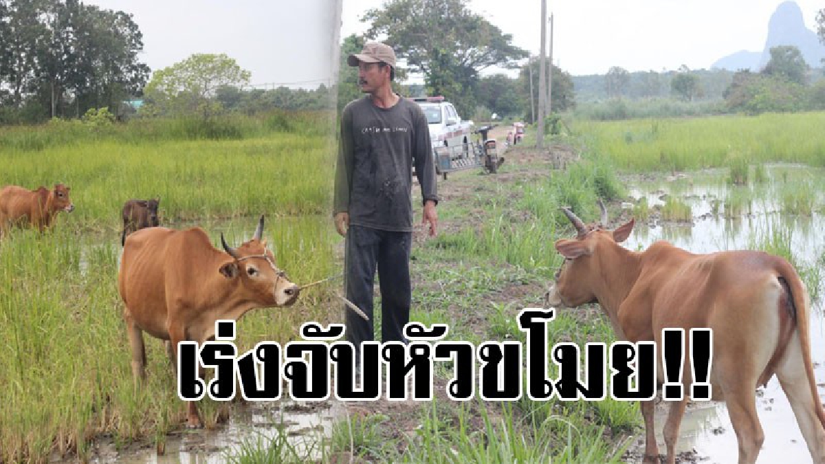 หัวขโมยมันมากขึ้น..!! จนท.ตำรวจเร่งจับกุม "โจรลักวัว" หลังจากมีการลักวัวกันมากขึ้น วอนคนเลี้ยงวัวจำรูปพรรณขอองวัว พร้อมถ่ายรูปไว้..!!