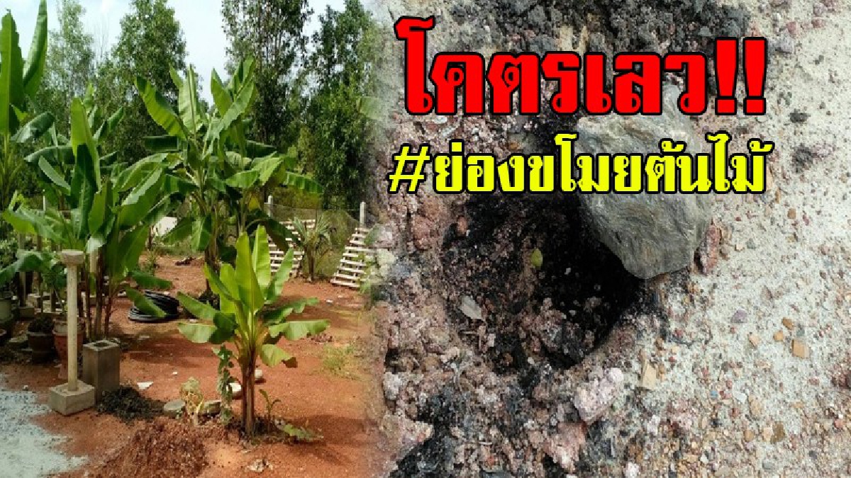 เจอแบบนี้ถึงกับจุกอก..!! ไอ้หัวขโมยสุดแสบ แอบย่องเข้าบ้านรองผู้กำกับ เพื่อขโมยต้นทุเรียน ไม้ดัดและขี้วัว..!?
