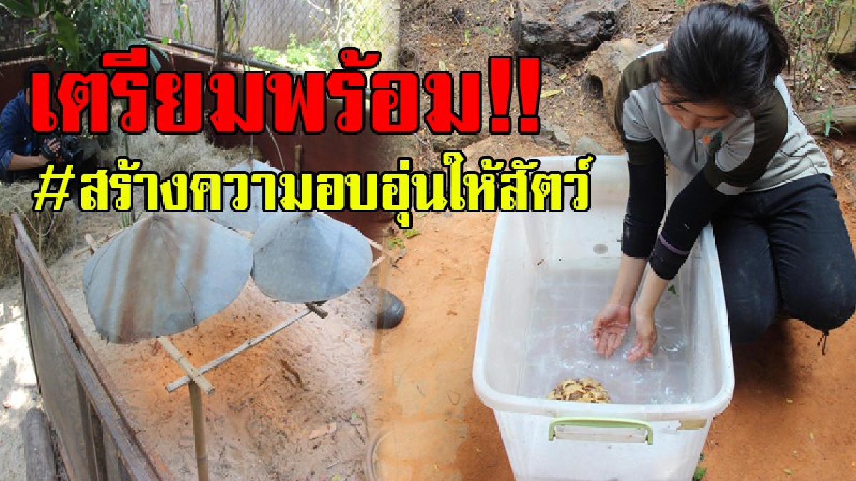 หน้าหนาวมาแล้ว..!! สวนสัตว์โคราช เตรียมรับมือปรับปรุงสถานที่ เพิ่มความอบอุ่นให้สัตว์นา นา ชนิด ป้องกันเจ็บป่วย..!?