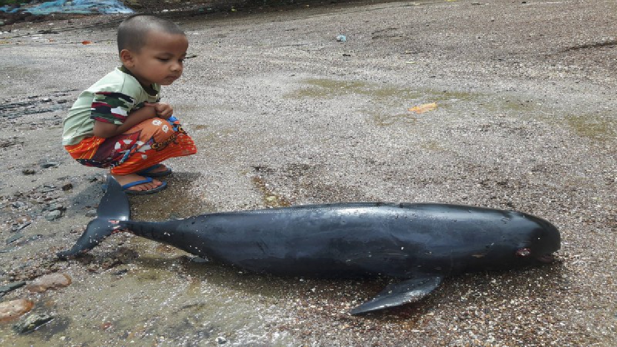 สตูล ลูกโลมาหัวบาตรลอยติดหาดตายสภาพบาดแผลเปิด  เร่งประสานศูนย์วิจัยหาสาเหตุ