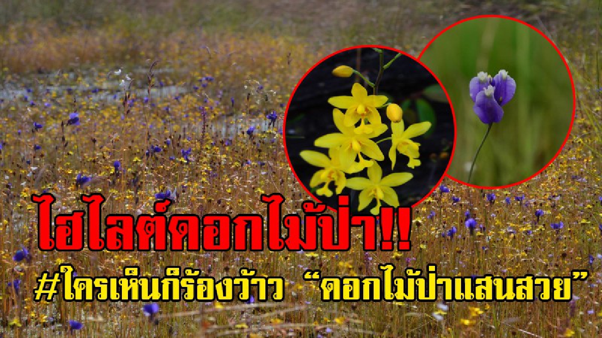 ร้องว้าวให้ความสวย..!! นักท่องเที่ยวแห่ชมทุ่งดอกไม้ป่ารับเสด็จ อุทยานแห่งชาติผาแต้ม ถือเป็นไฮไลต์ที่สวยงามและหาดูได้ยากมาก..!!