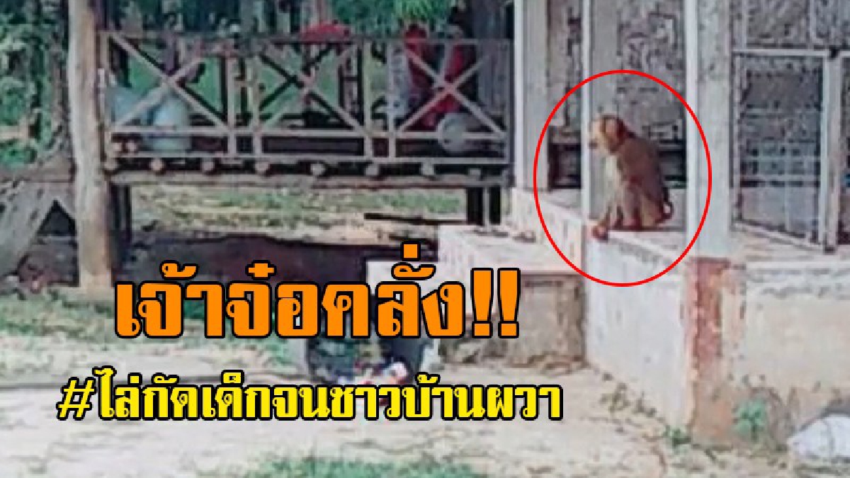 ไล่กัดเลือดสาด..!! วุ่นวายกันทั้งบาง เจอลิงกังสุดแสบ หลุดมาไล่กัดเด็กอย่างบ้าคลั่ง ชาวบ้านสุดผวากลัวลูกหลานบาดเจ็บ โร่แจ้ง จนท.เข้าจับด่วน!?