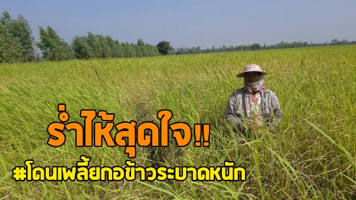 สุดเศร้า!! ชาวนาทุ่งกุลา โดนเพลี้ยกอข้าวระบาดหนัก ขยายวงกว้างกว่า 10,000 ไร่ วอนรัฐบาล "ลุงตู่" ช่วยคนจนทำมาหากินแบบเราด้วย..!!