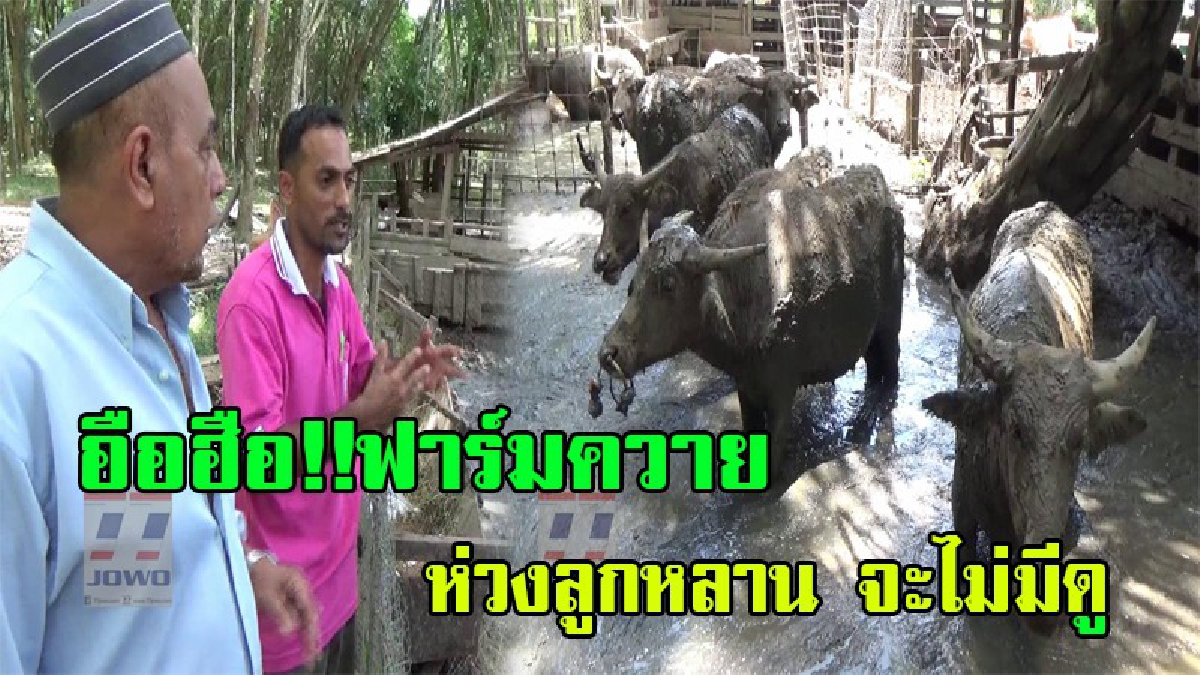 แปลกแต่จริง !! เปิดใจหนุ่มมุสลิม ขอทำฟาร์มควายไทย หวั่นสูญพันธุ์ ด้วยเหตุผลของหัวใจ ที่สุดยิ่งใหญ่