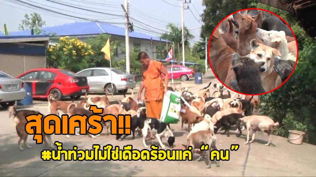 สุดแสนสงสาร..ชีวิตสัตว์โลก!? น้ำท่วมวัดเกริน ส่งผลกระทบให้สุนัขจรจัดกว่า 50 ตัว ต้องหนีน้ำ มาพึ่งวัด..!!