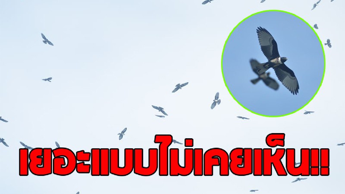 หรือนี่คือสัญญาณเตือน..!? พบเหยี่ยว กิ้งก่าสีดำ กว่า 500 ตัว บินว่อนรอบเขาพระใหญ่ ภูเก็ต คาดเข้าฤดูกาลอพยพ..!!