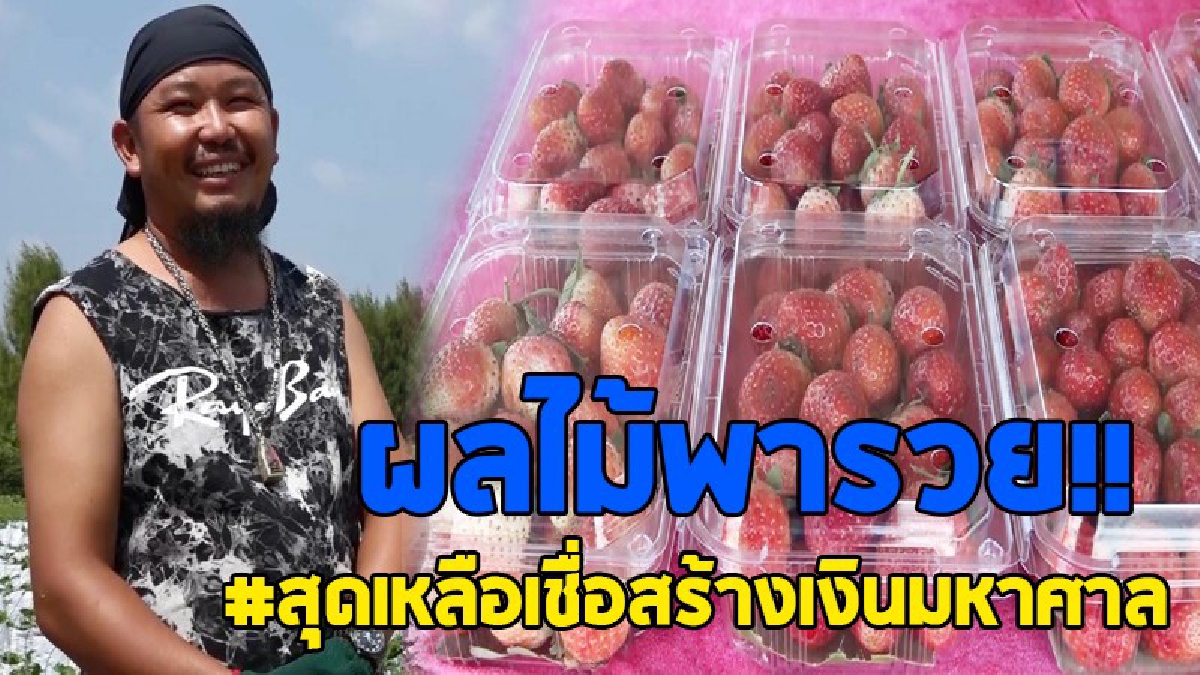 ช่องทางโกยเงิน..!! เชื่อหรือไม่ ปลูกสตรอเบอร์รี่ 24,000 ต้น ทำเงิน 5 ล้าน..!?