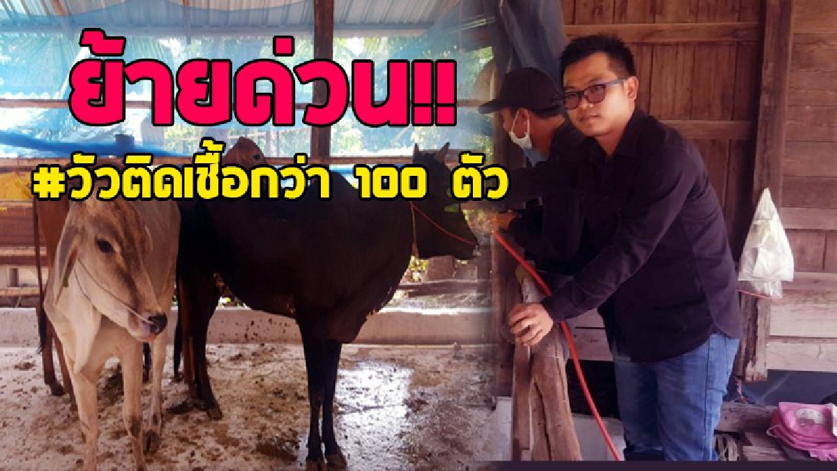 โคบาลบูรพาพ่นพิษ..!! ย้ายด่วนปศุสัตว์สระแก้วไปแปดริ้ว ผูู้ว่าฯสั่งลงพื้นที่แก้วัวติดโรคกว่า 100 ตัว แจกฟรีในโครงการโคบาลบูรพา..!! (มีคลิป)
