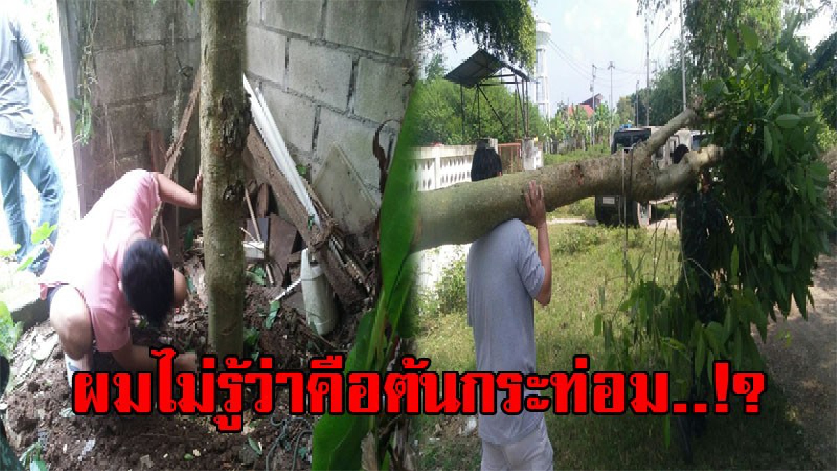 งานเข้าเต็มๆ..!! หนุ่มวัย33 ดวงซวย โดนทหารบุกตรวจค้นบ้าน เจอต้นกระท่อมจังๆ อ้างไม่รู้ว่ามันใช่ แต่มันโตในบ้านผมจนสูงถึง 2 เมตร!? (คลิป)