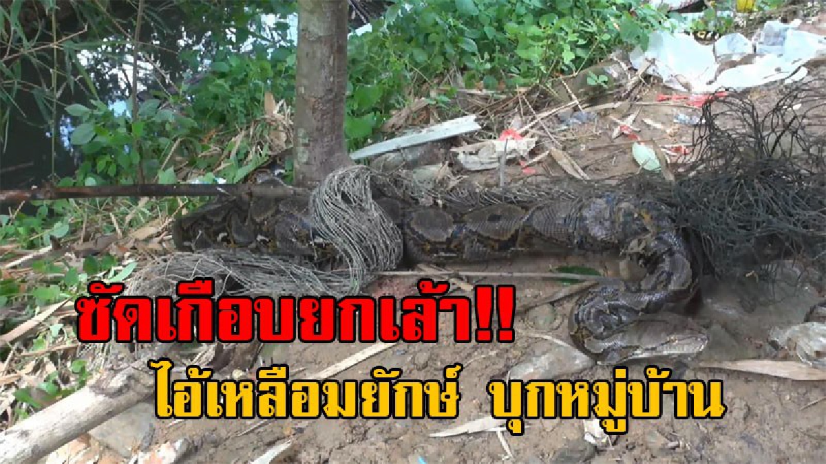 มันใหญ่มาก..!! ผวาสุดขีด ชาวบ้านพบ งูเหลือมยักษ์ ติดตาข่ายดักปลานอนอยู่ริมห้วย หลังเขมือบเป็ดไปเกือบยกเล้า จนท้องโตใหญ่มหึมา!? (คลิป)