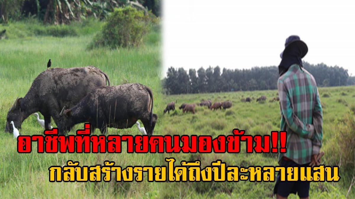 บอกเลยอย่ามองข้าม..!! หนุ่มตราด เผยถึงอาชีพเลี้ยงควาย เป็นอาชีพที่สุจริต ทำรายได้ปีละหลายแสนบาท แถมไม่ลำบากในการเลี้ยง!? (คลิป)