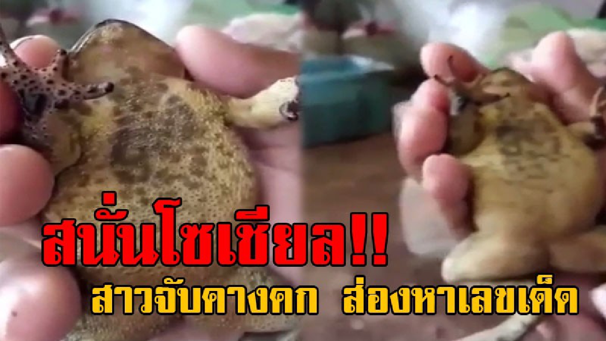 ฮือฮาเลขเด็ดอุทัยเทวี!! แชร์สนั่นโซเชียล สาวจับคางคกเป็นๆ หงายท้องส่องเลข เห็นเต็มๆโร่ทุ่มเสี่ยงโชค โดนวิจารณ์ยับคนไทยไร้ที่พึ่งถึงขนาดนี้!?