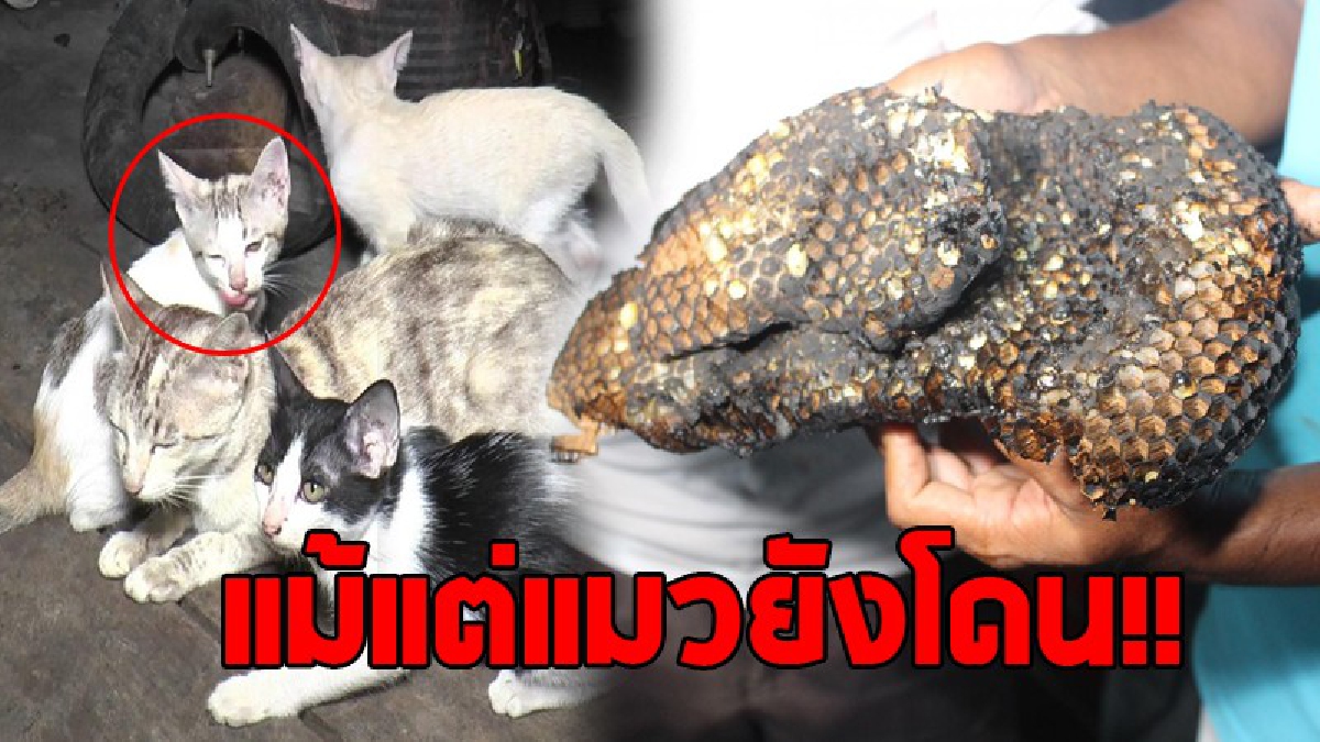 มันโหดจริง..!! ทำเอาชาวบ้าน หมา แมว ผวาทั้งบาง ต่อหัวเสือดุ ออกอาละวาดไล่ต่อยทุกอย่าง..!! (คลิป)