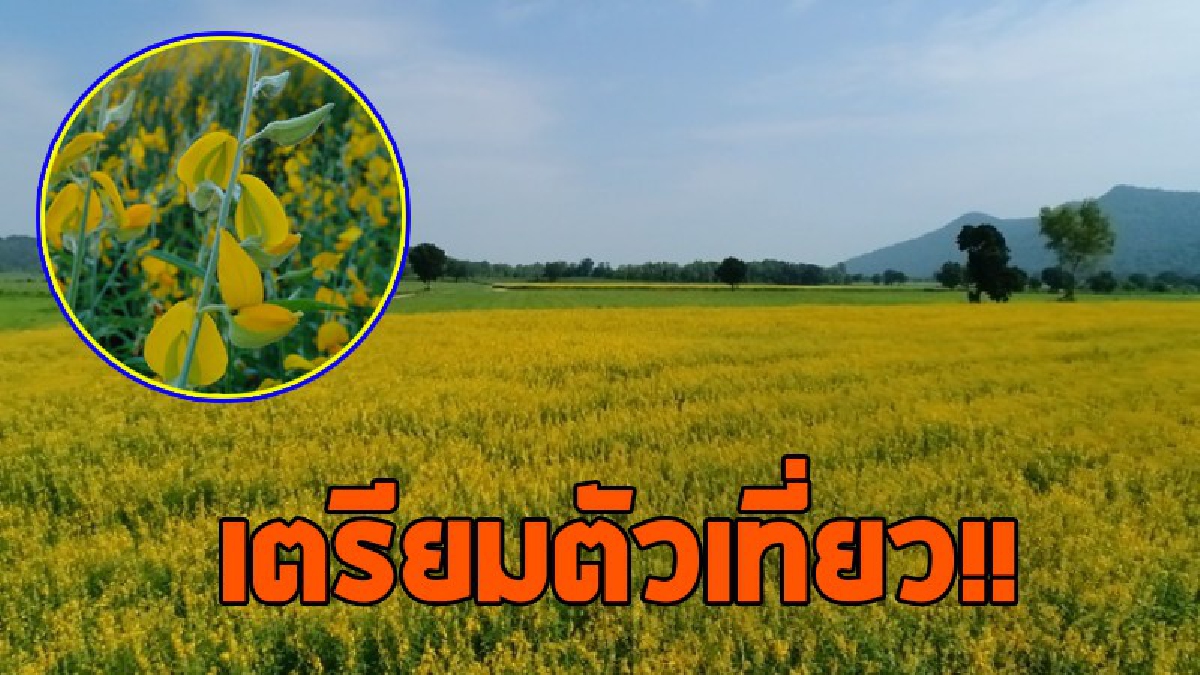 ปักหมุดเตรียมเที่ยวรับหน้าหนาว!! บอกเลยห้ามพลาด ชวนมาทุ่ง "ปอเทือง" แห่งใหม่ในตากฟ้า วิวสวยกว่าเดิม..!?