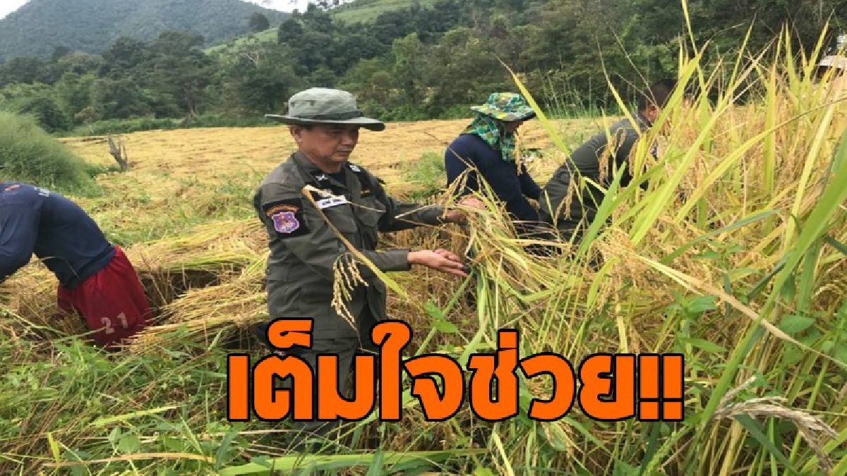 เต็มใจช่วย!!ตชด.337 แม่สะเรียง มือวางปืน ถือเคียวช่วยชาวนาเกี่ยวข้าว ลดต้นทุนการผลิต สร้างความสามัคคีมีความสัมพันธ์อันดีงามเกิดขึ้น (มีคลิป)